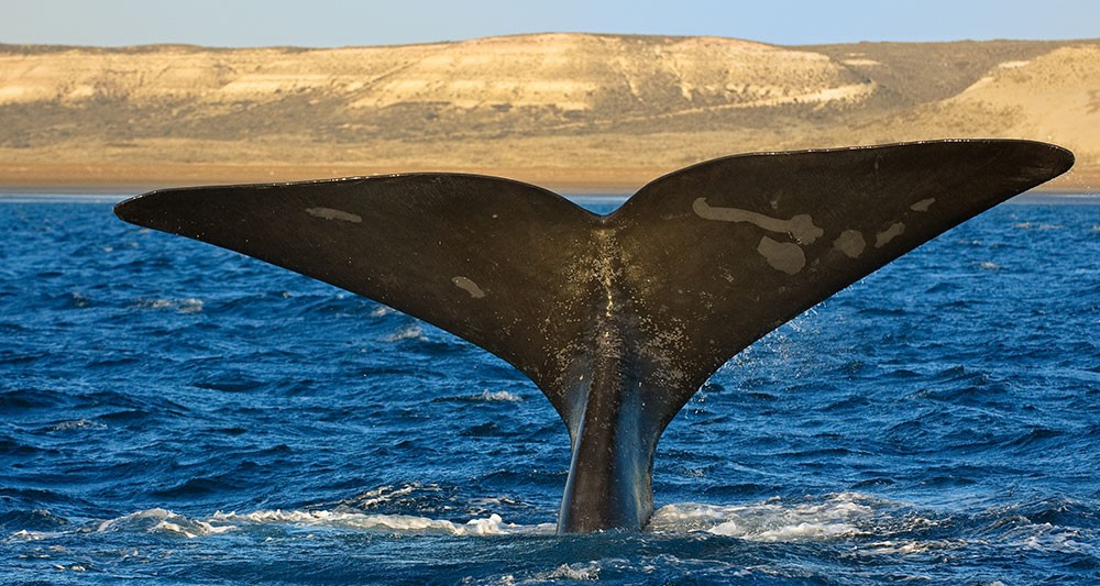 best whale watching in latin america